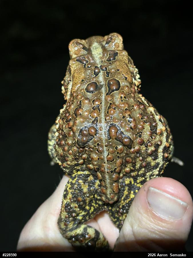 Eastern American Toad