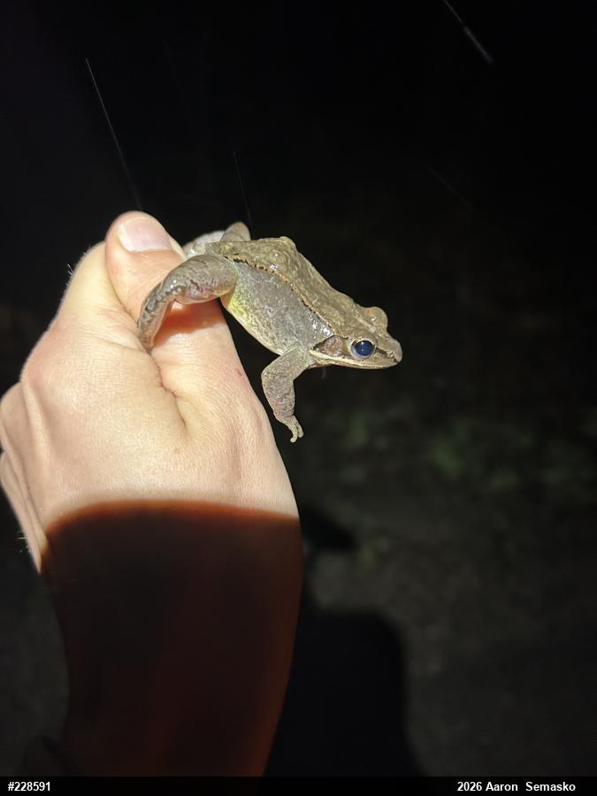 Wood Frog