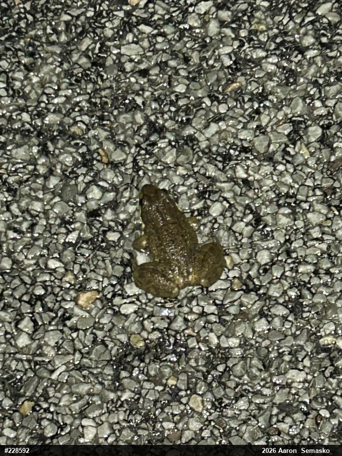 Green Frog