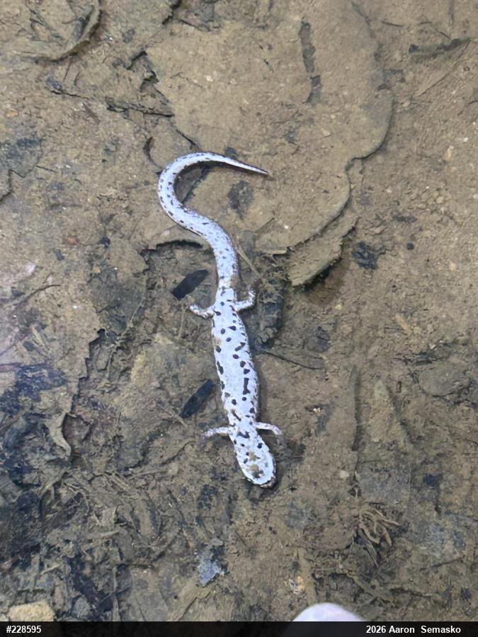Four-toed Salamander