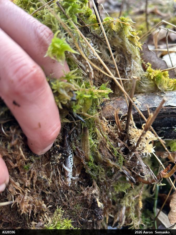 Four-toed Salamander