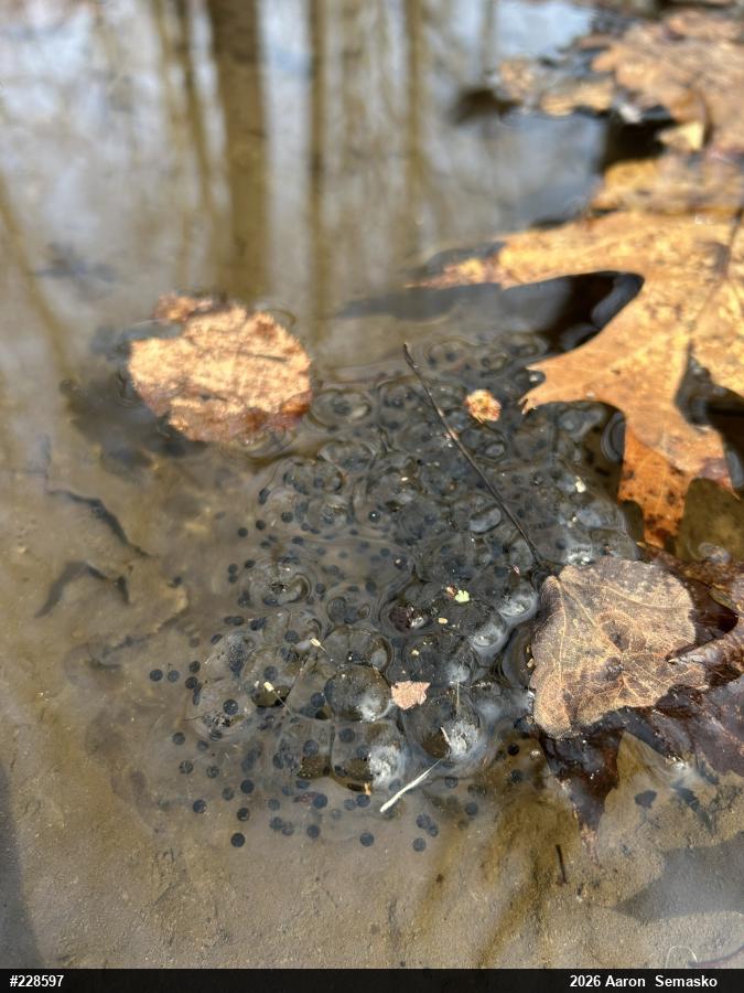 Wood Frog