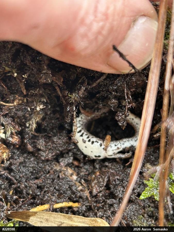 Four-toed Salamander