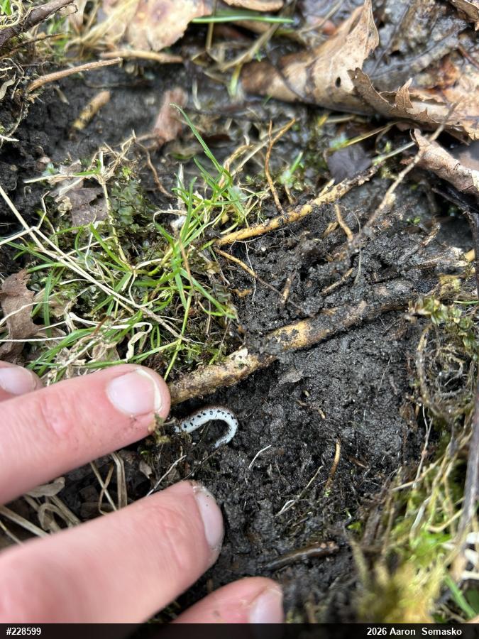 Four-toed Salamander