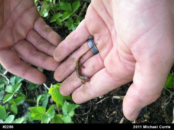 Eastern Long-tailed Salamander
