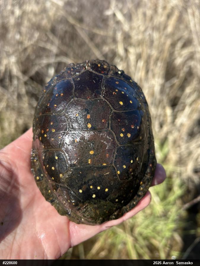 Spotted Turtle