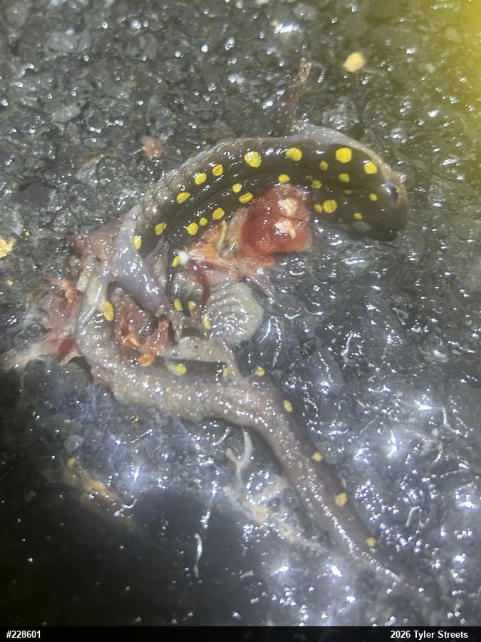 Spotted Salamander