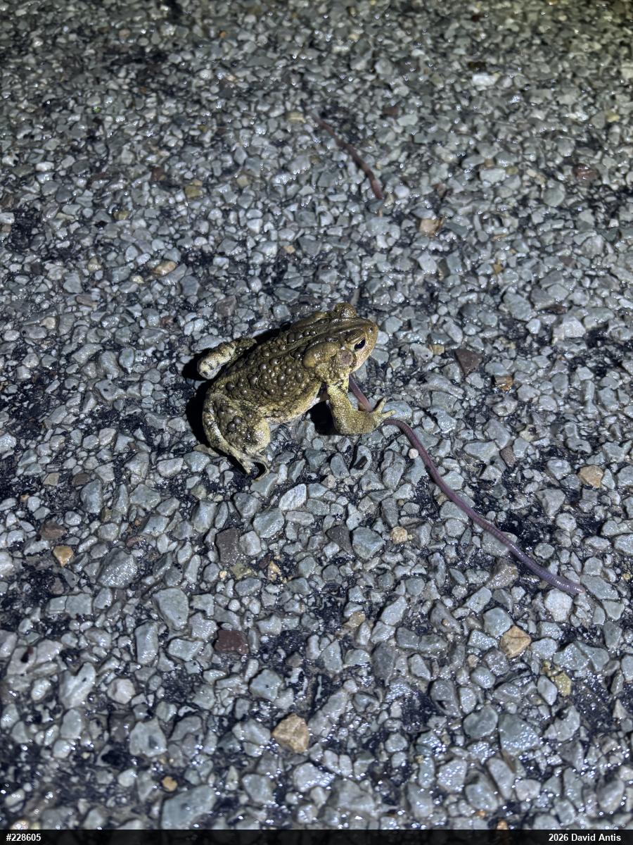 Eastern American Toad