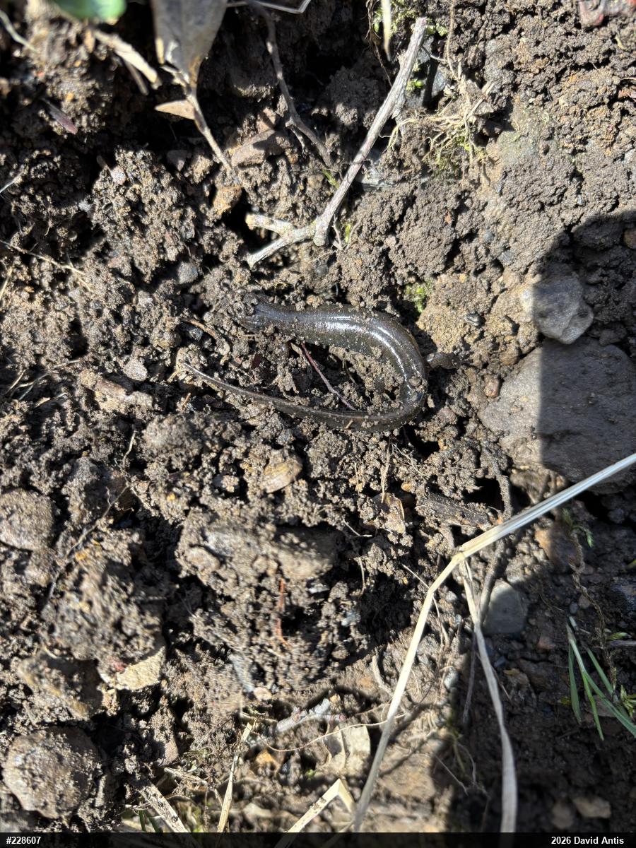 Northern Dusky Salamander