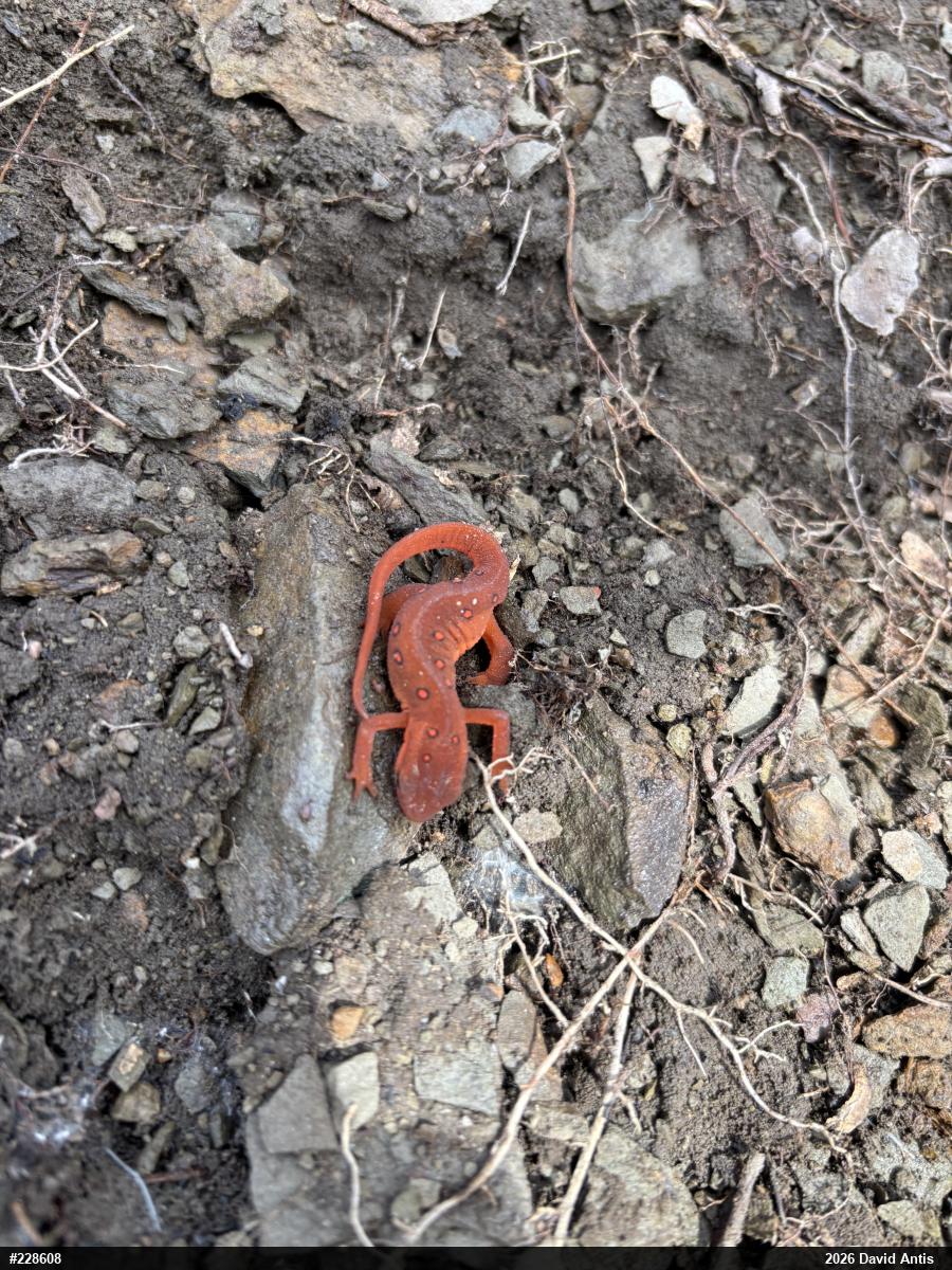 Red-spotted Newt