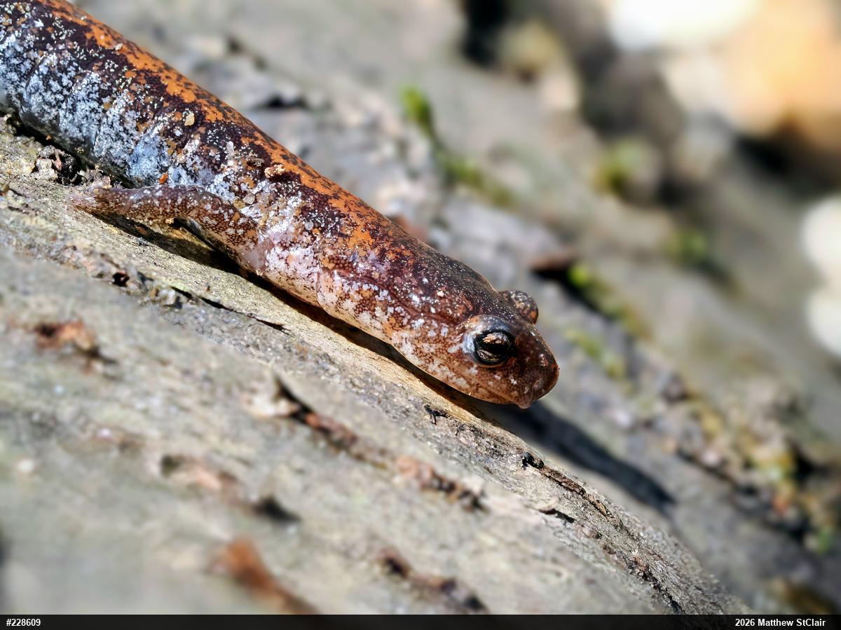 Eastern Red-backed  Salamander