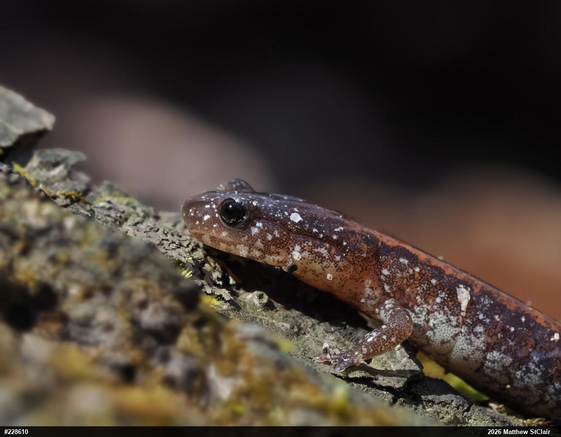 Eastern Red-backed  Salamander