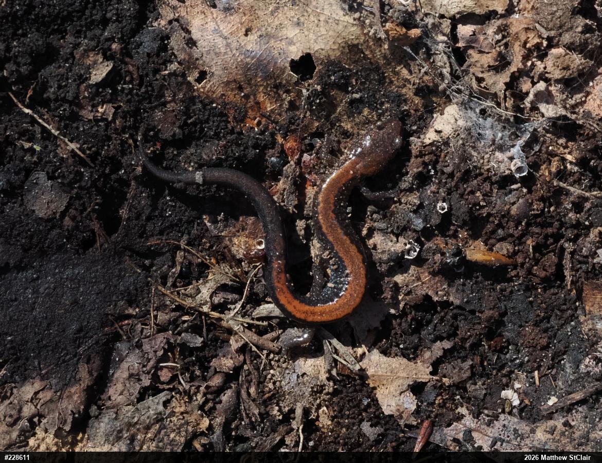 Eastern Red-backed  Salamander