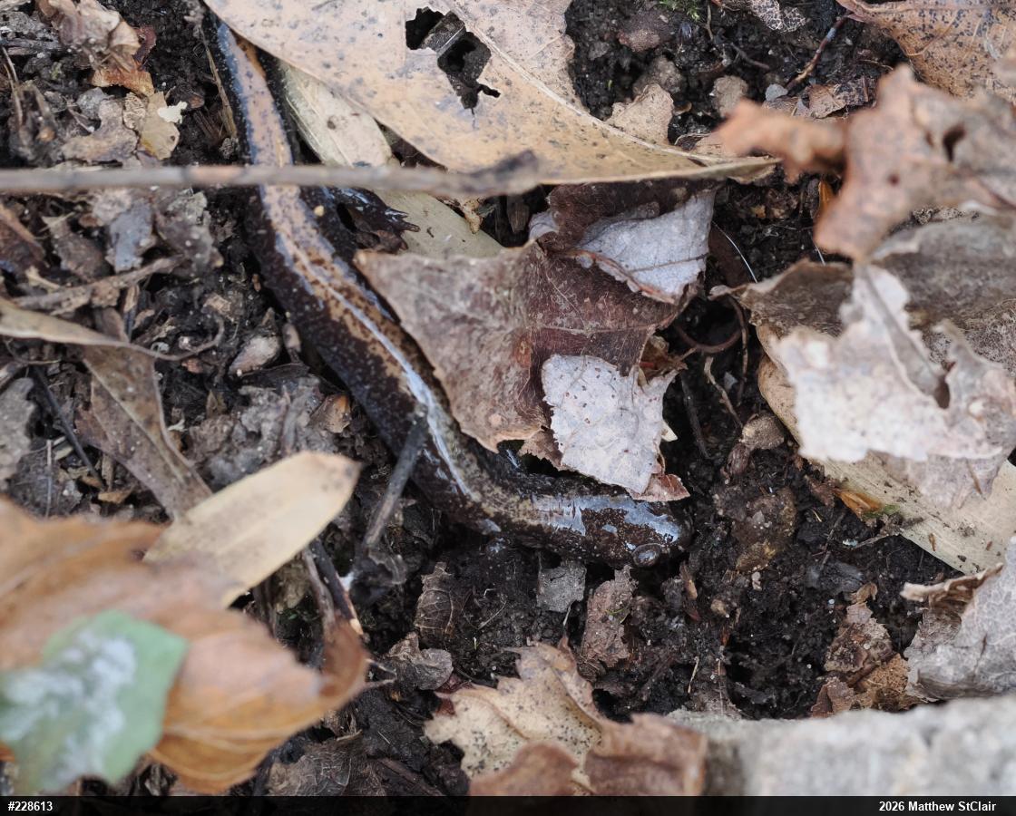 Eastern Red-backed  Salamander