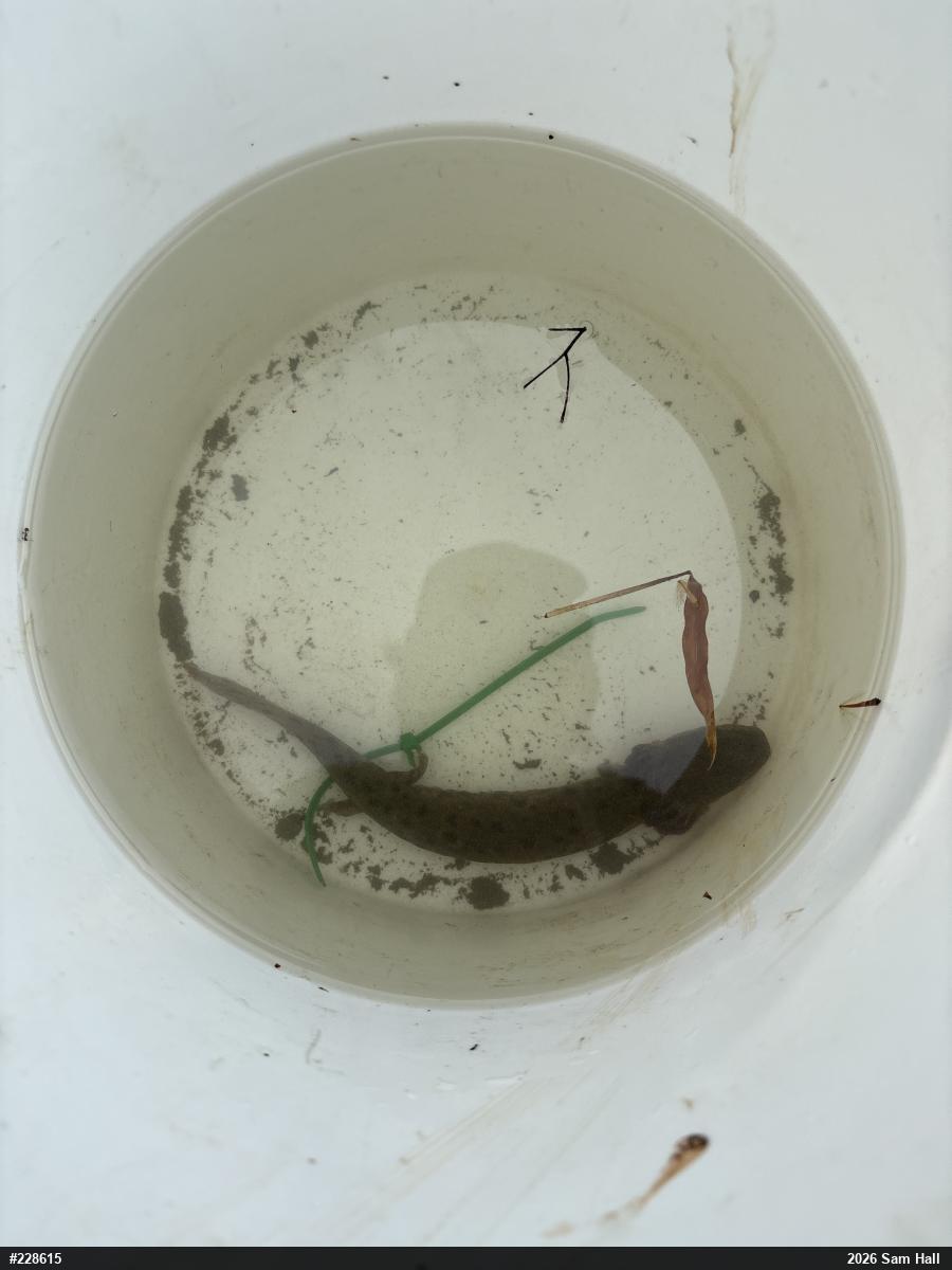 Common Mudpuppy