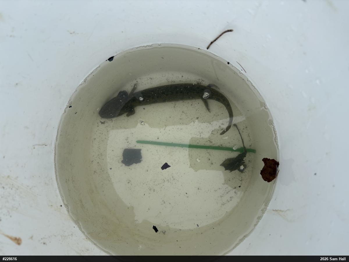 Common Mudpuppy