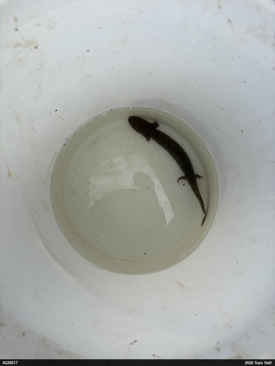Common Mudpuppy