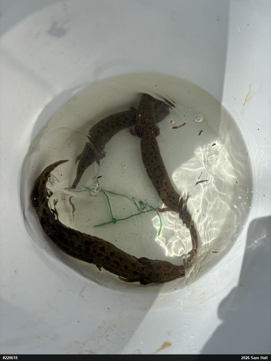 Common Mudpuppy