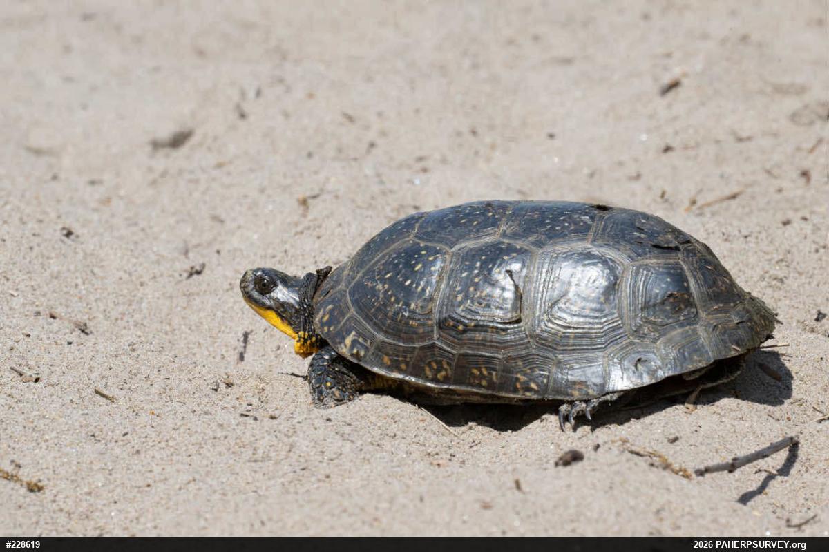 Blanding's Turtle