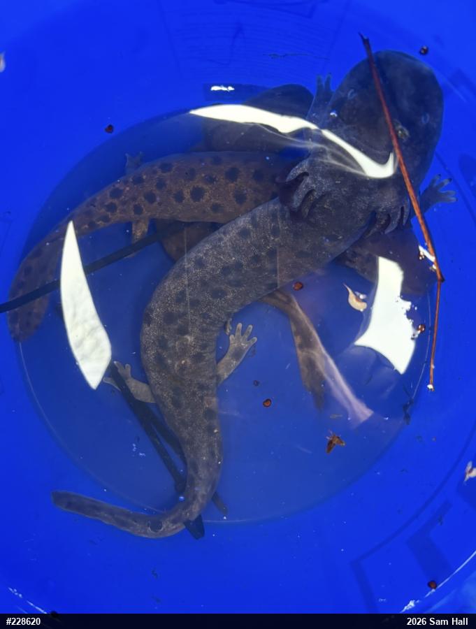 Common Mudpuppy