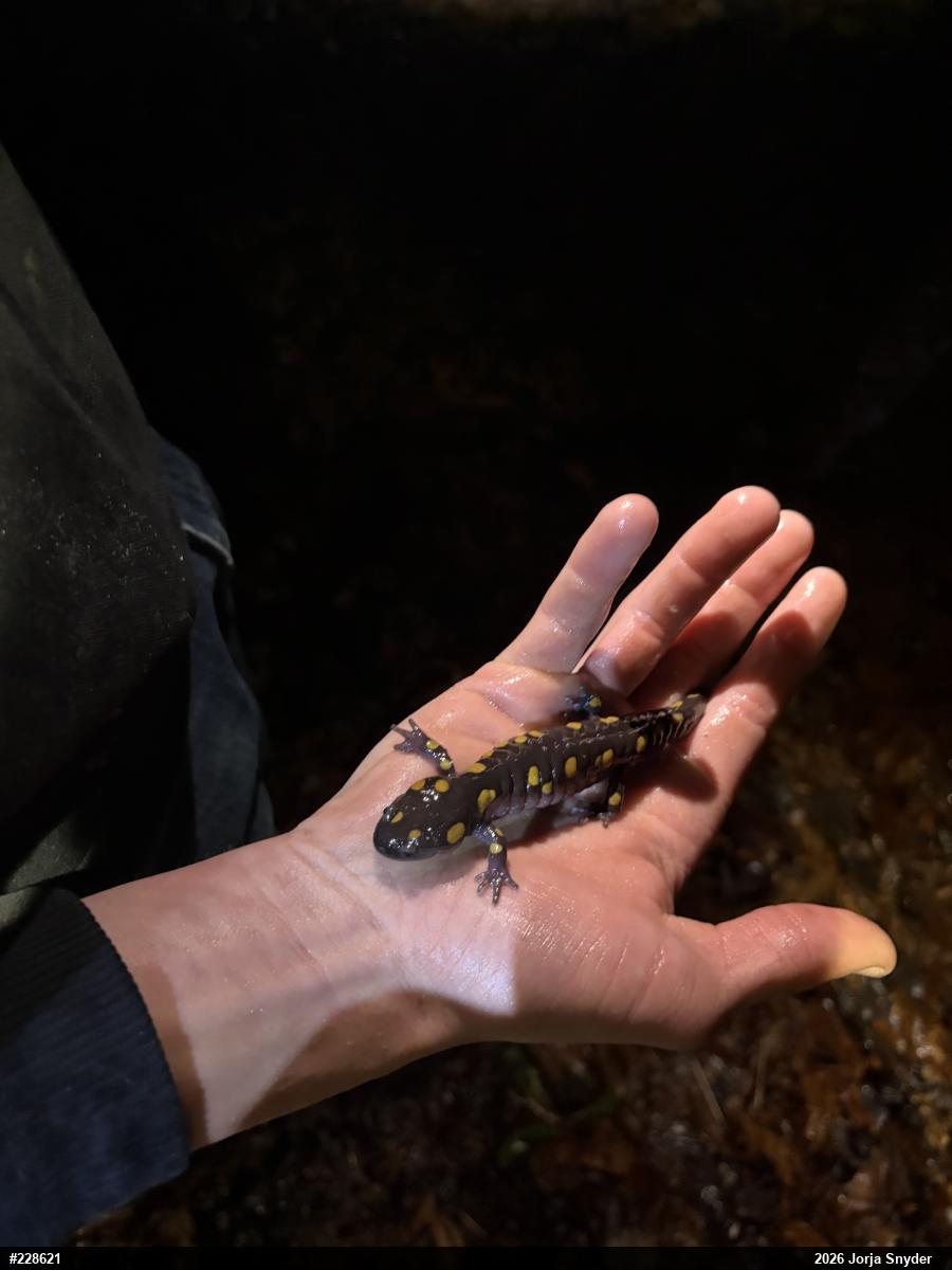 Spotted Salamander