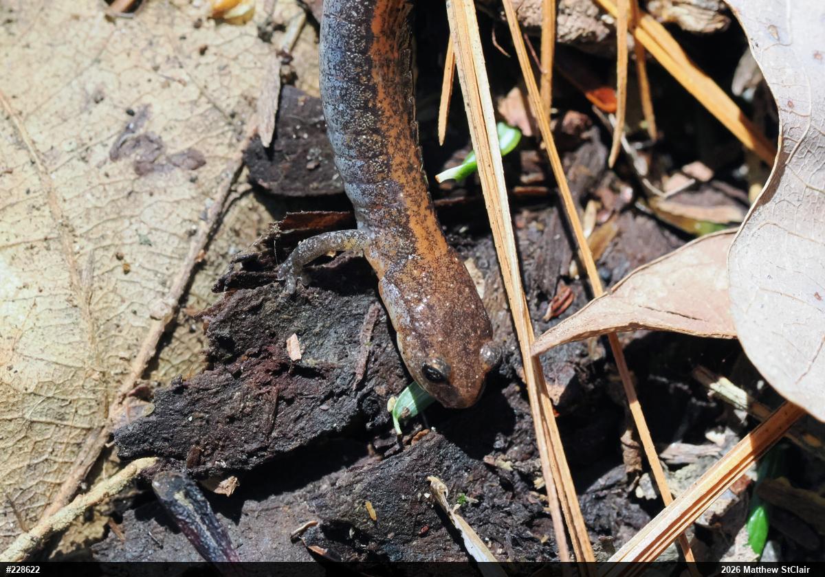 Eastern Red-backed  Salamander