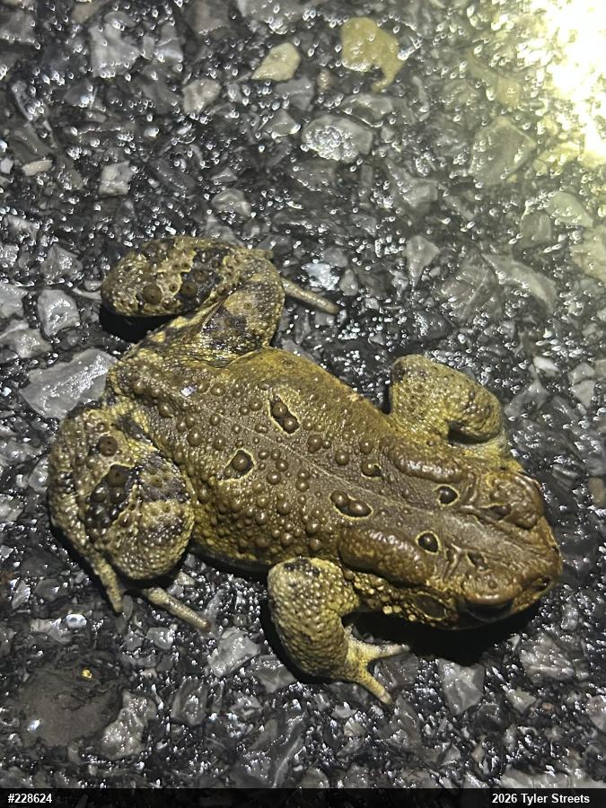 Eastern American Toad