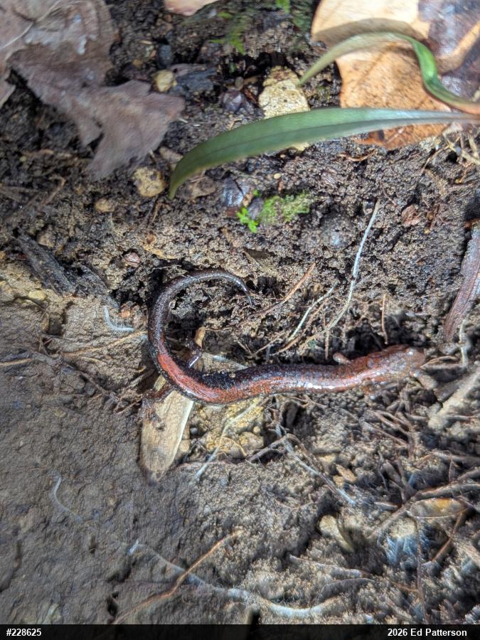Eastern Red-backed  Salamander