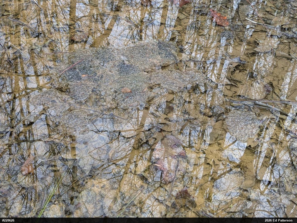 Wood Frog
