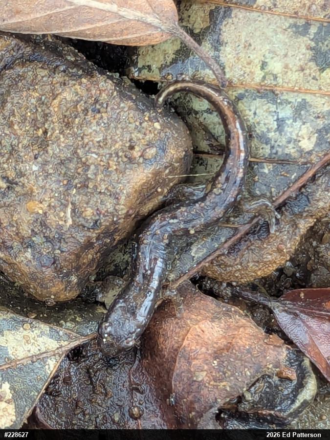 Northern Dusky Salamander