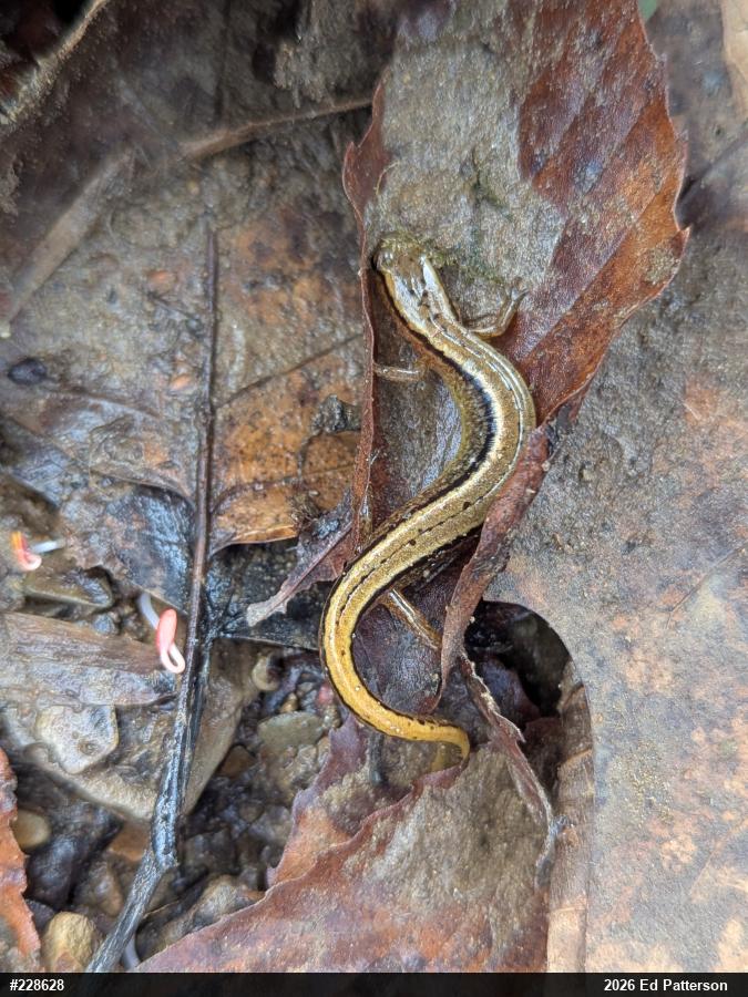 Northern Two-lined Salamander