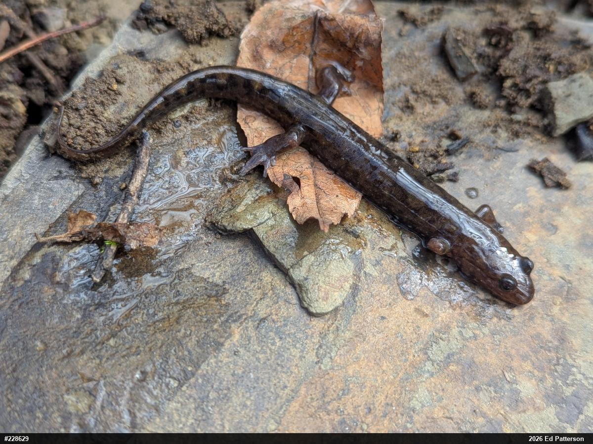 Seal Salamander
