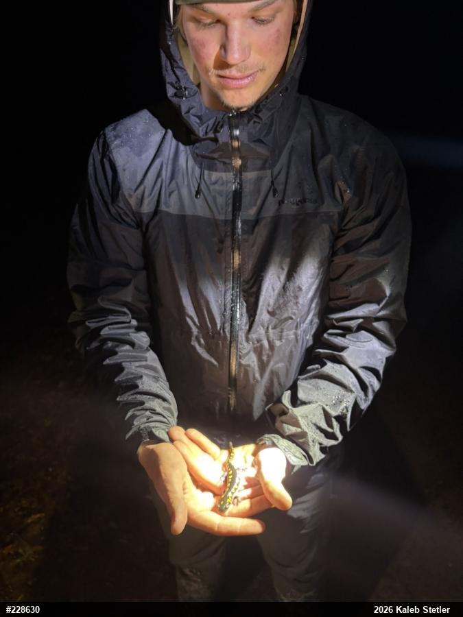 Spotted Salamander