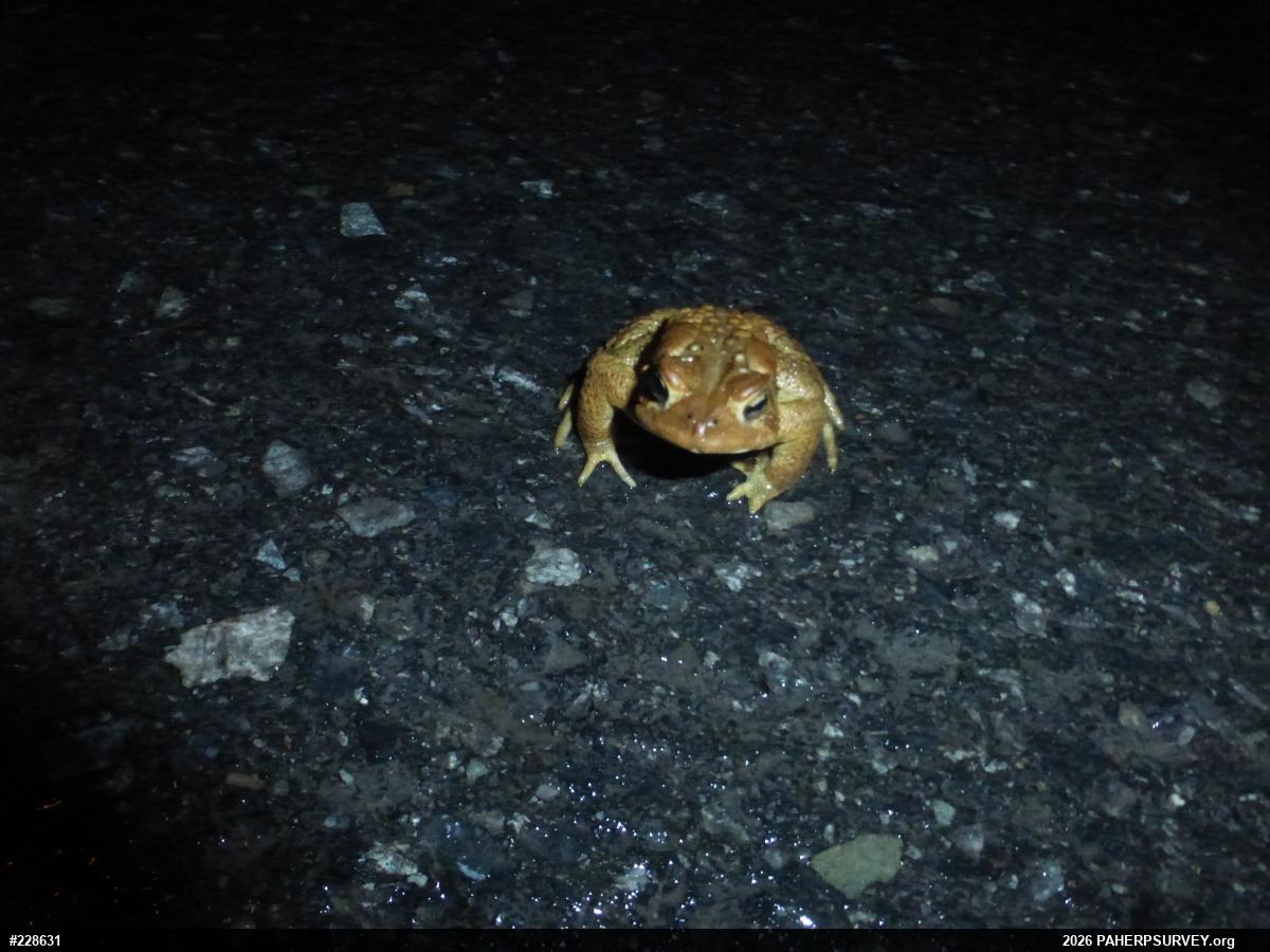 Eastern American Toad