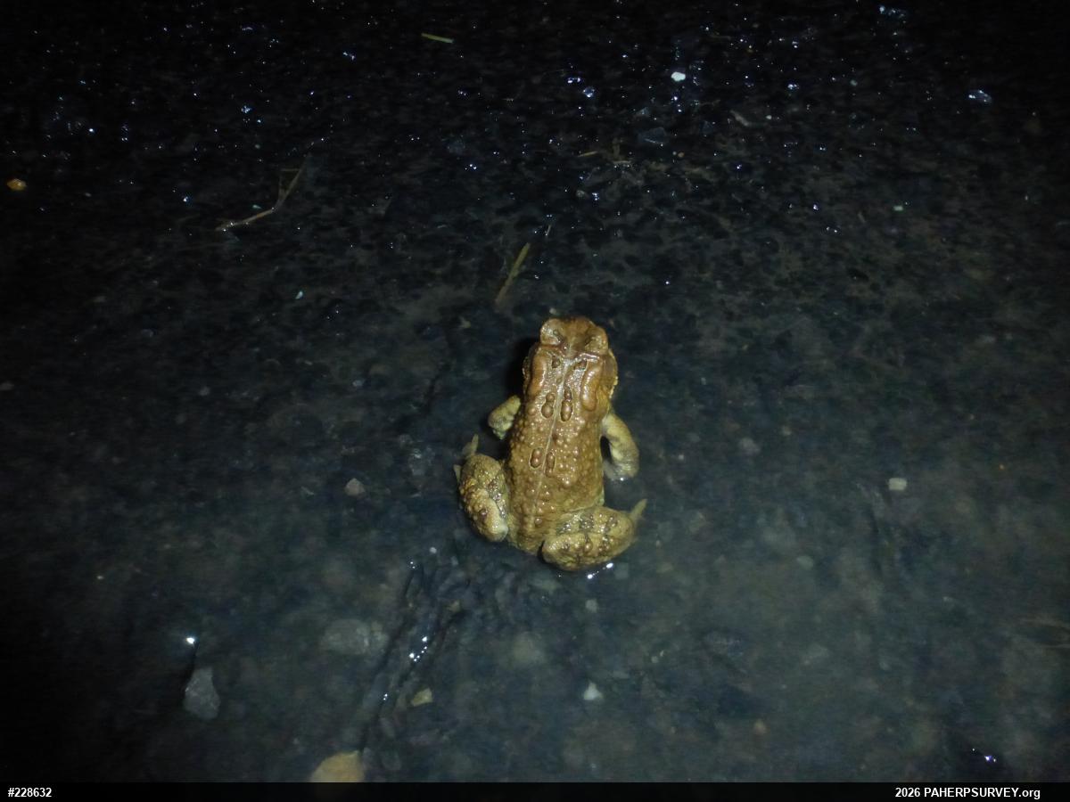 Eastern American Toad