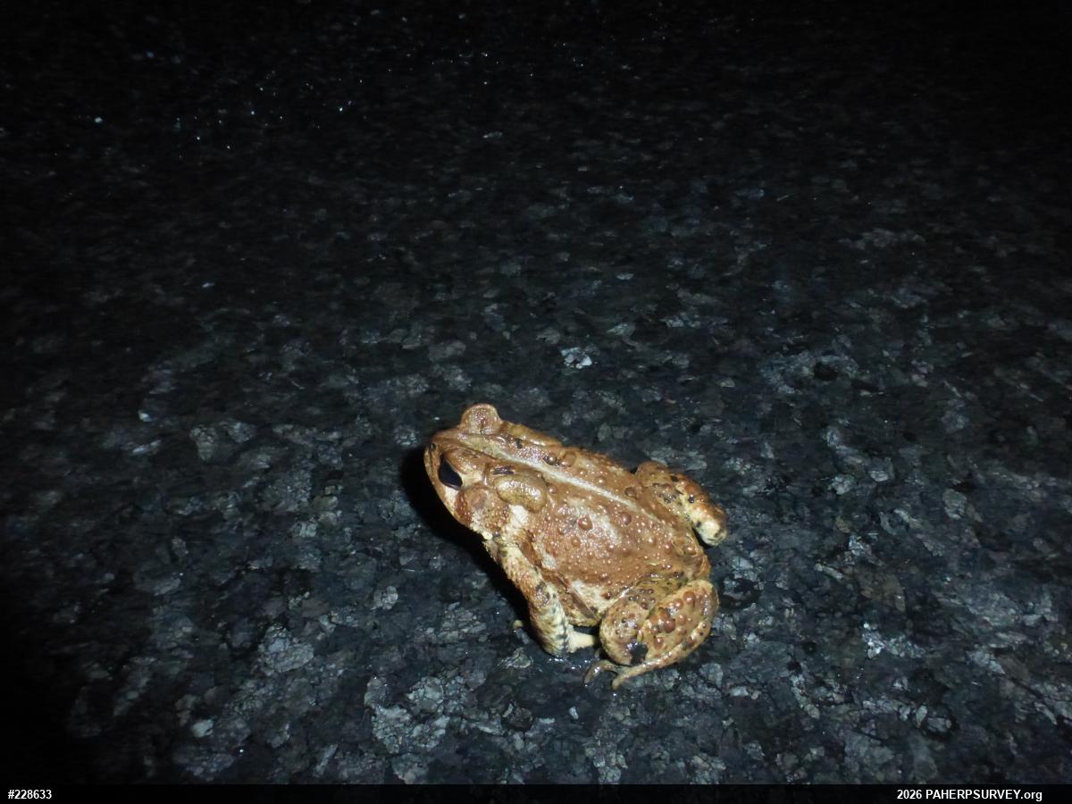 Eastern American Toad