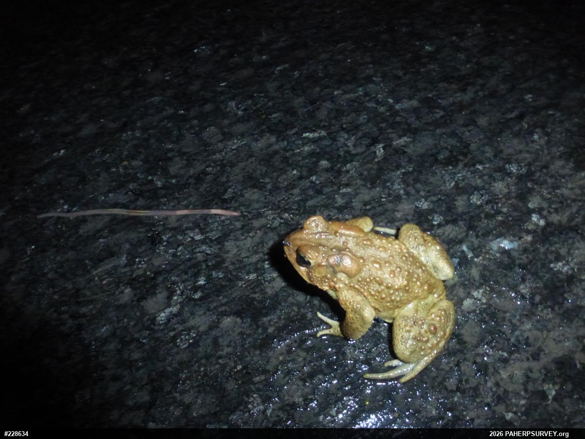 Eastern American Toad