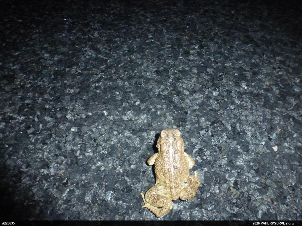 Eastern American Toad