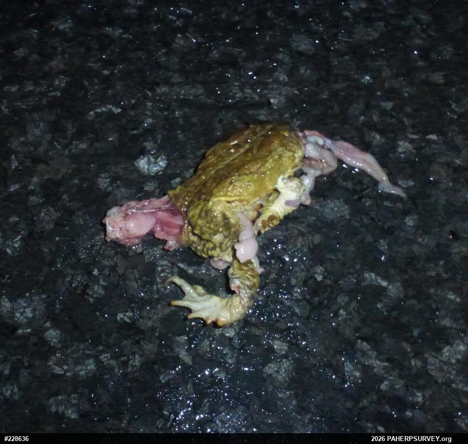 Eastern American Toad