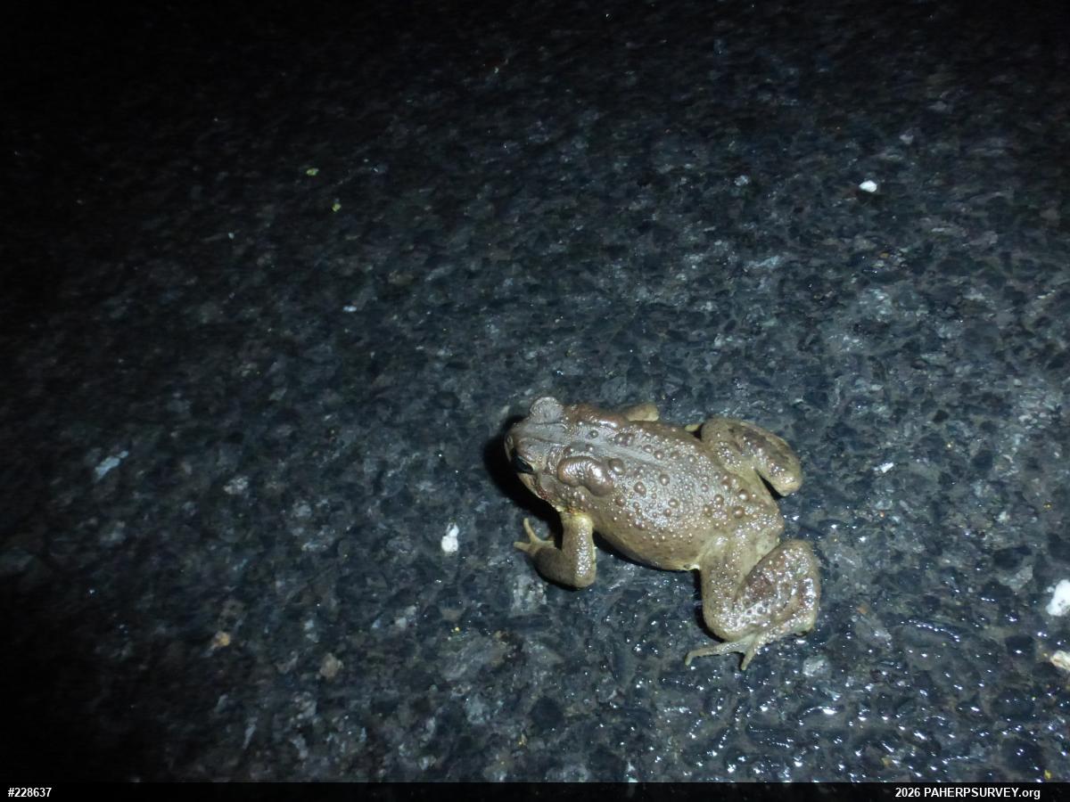 Eastern American Toad