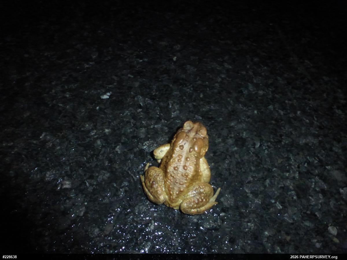 Eastern American Toad