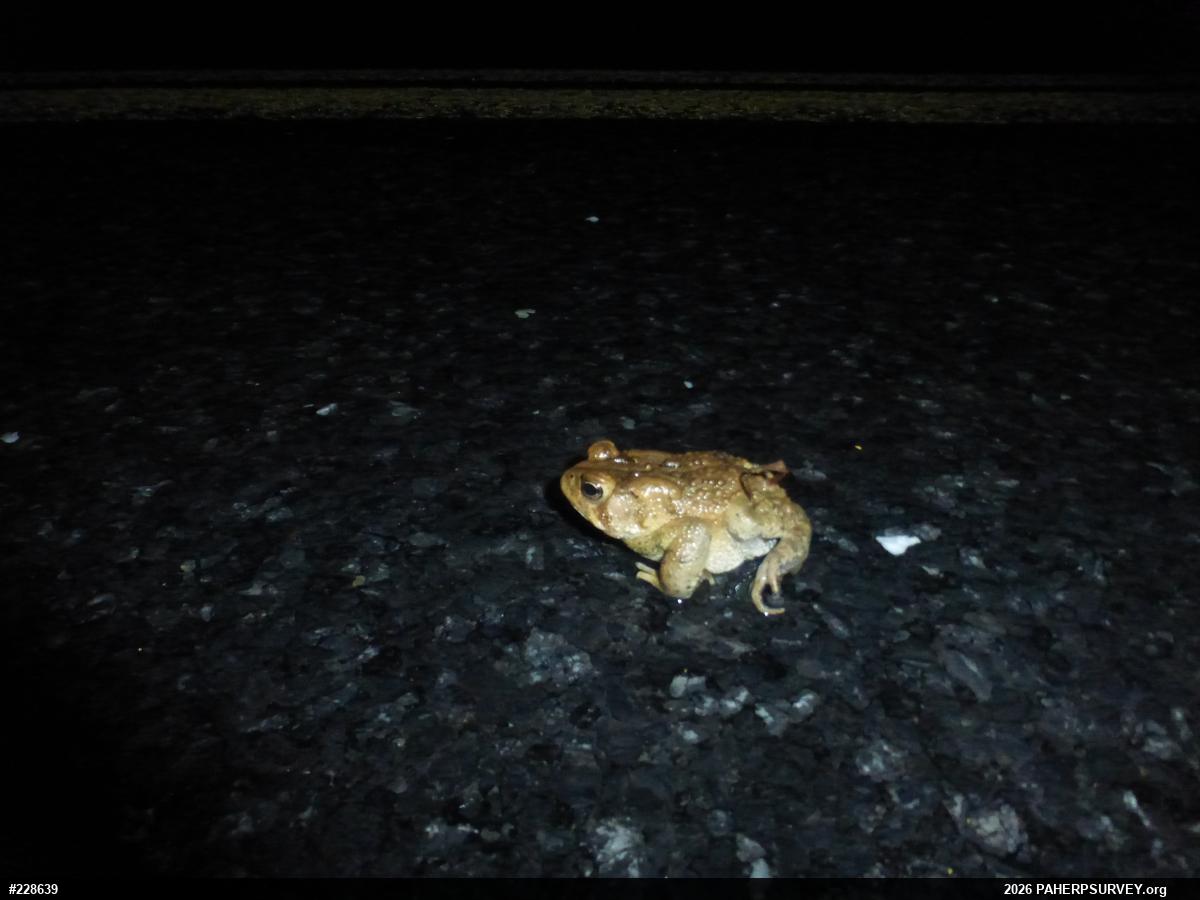 Eastern American Toad