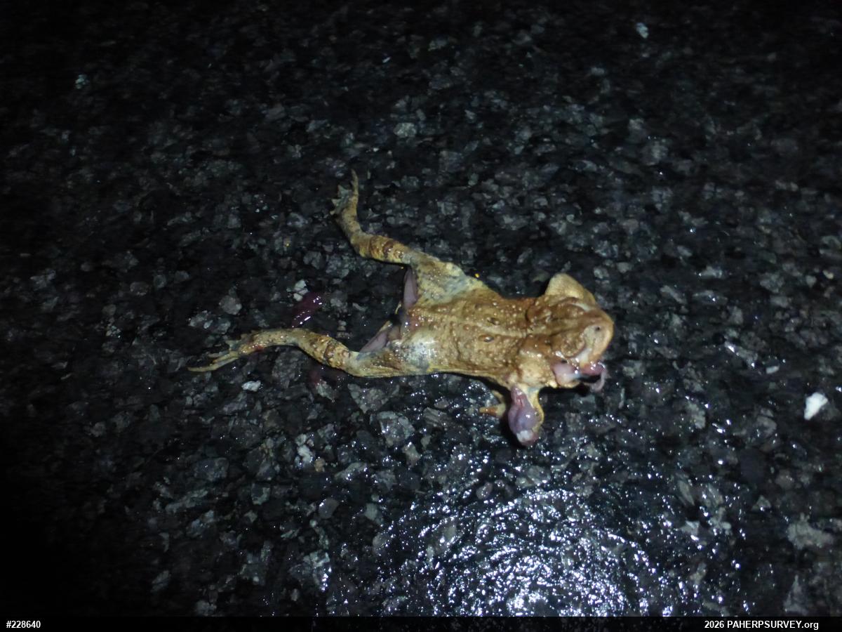Eastern American Toad