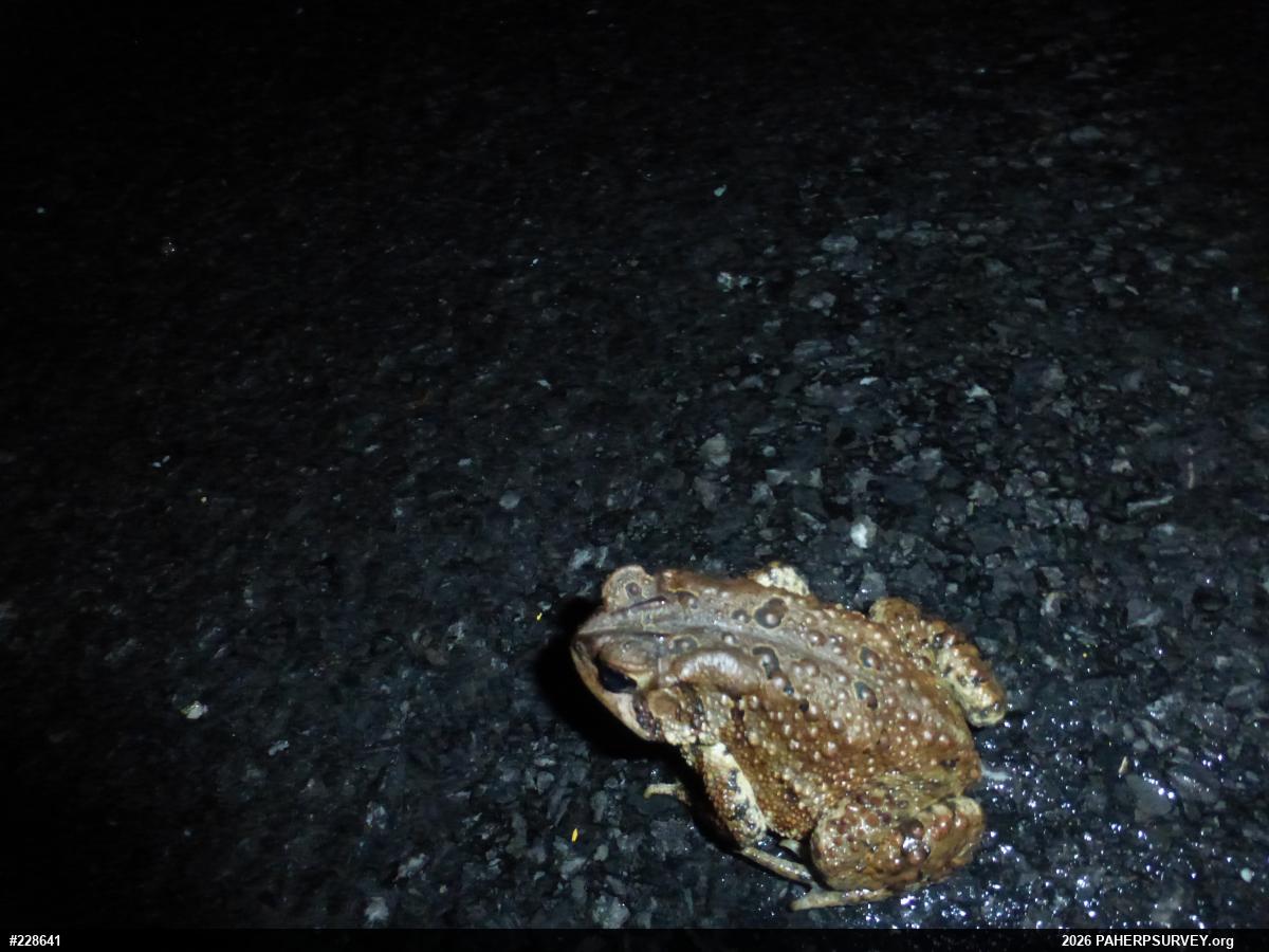 Eastern American Toad