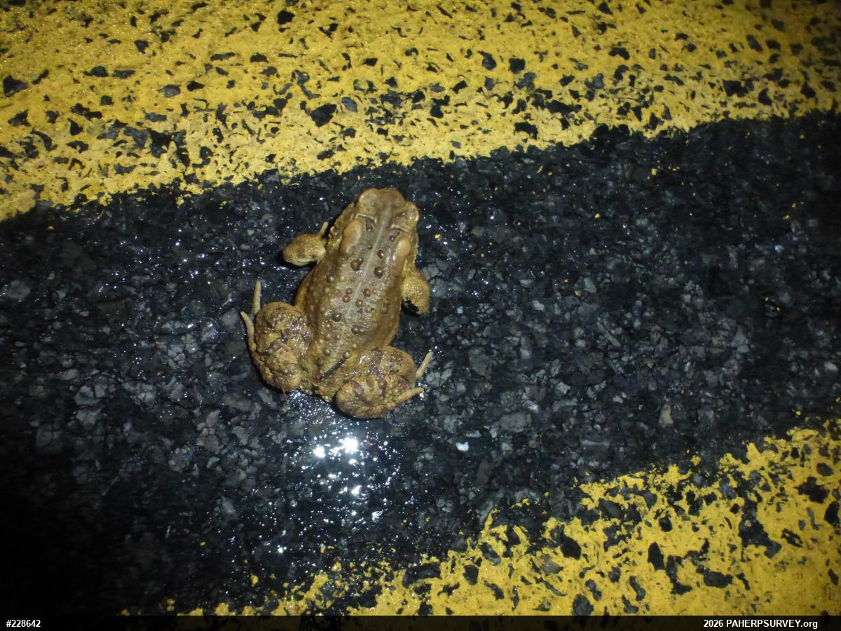 Eastern American Toad