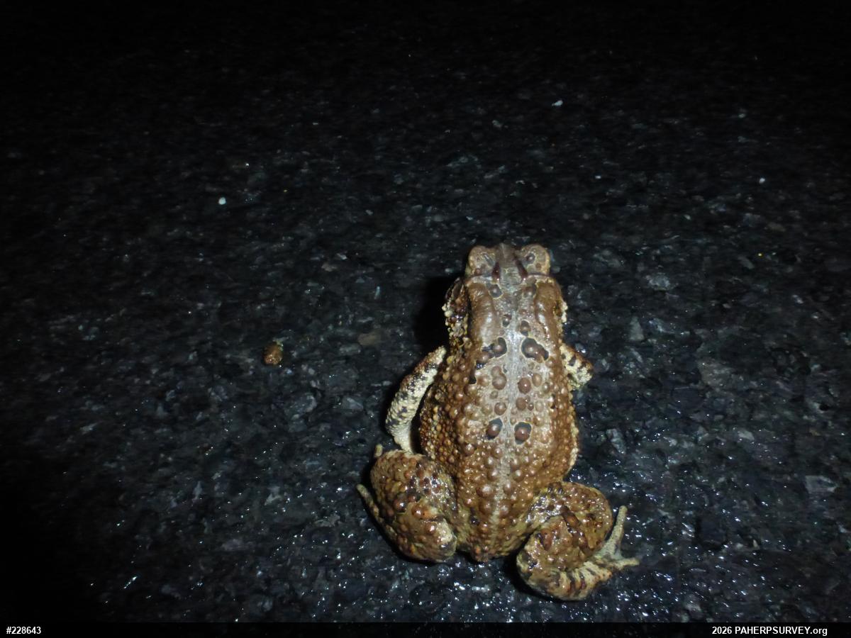 Eastern American Toad