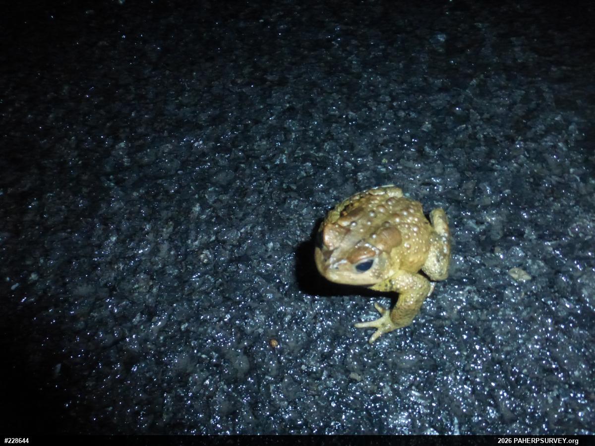 Eastern American Toad