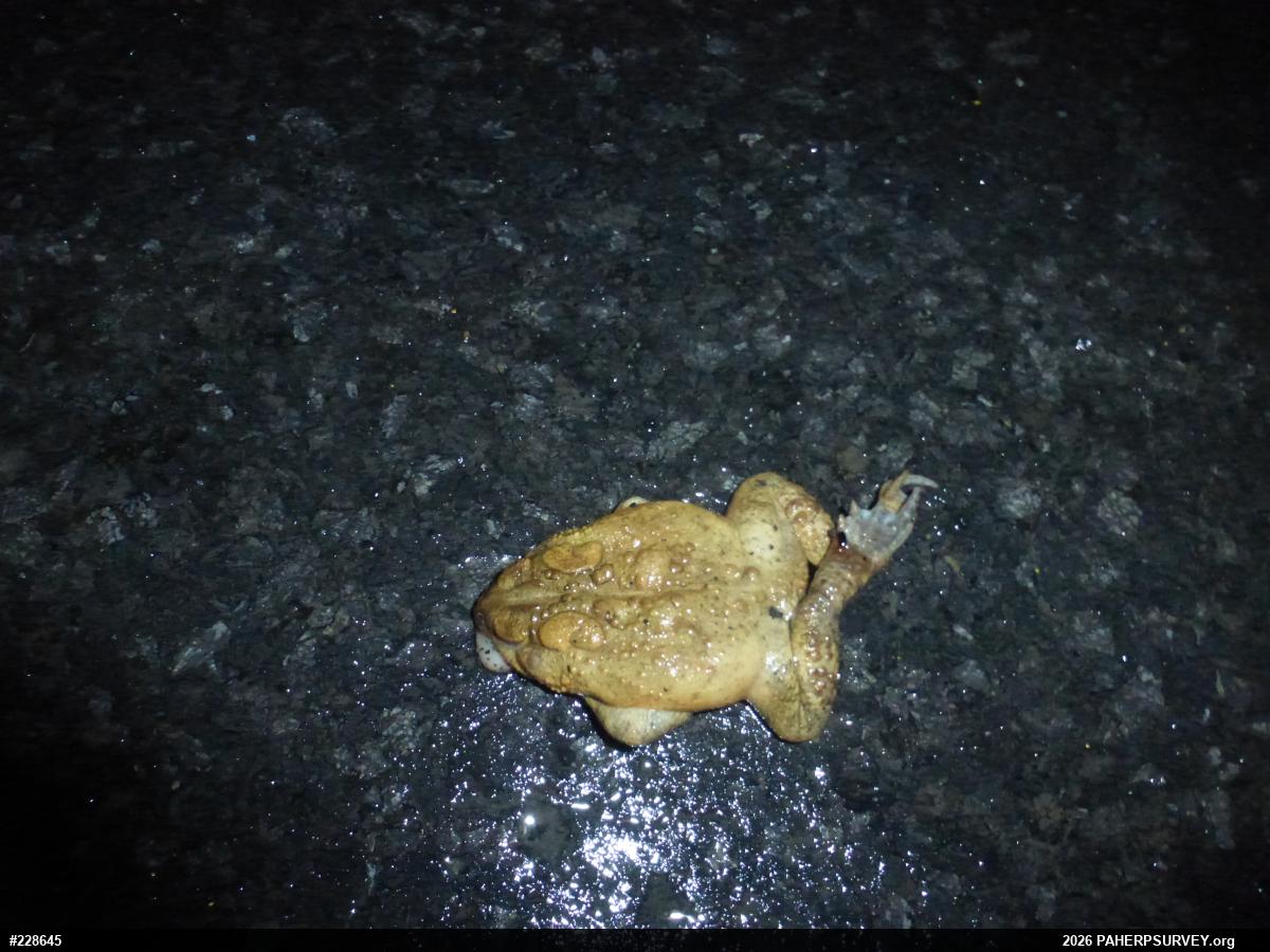 Eastern American Toad
