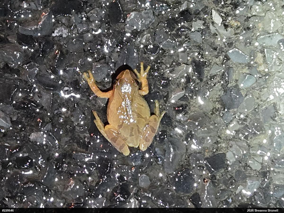 Spring Peeper