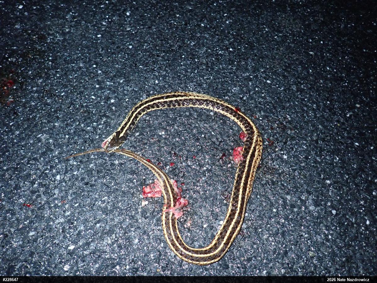 Eastern Gartersnake